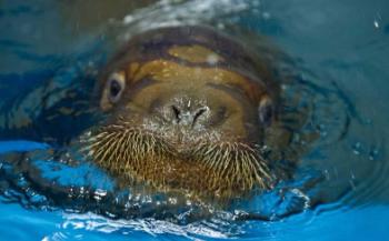 Экс-руководителя Приморского океанариума будут судить за гибель животных