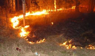 По факту возникновения лесных пожаров в Приамурье возбуждено пять уголовных дел
