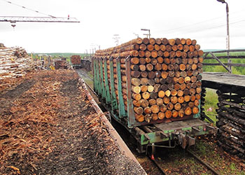 Приамурье увеличило экспорт древесины