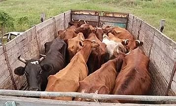 Депутаты Приамурья предлагают увеличить штрафы за перевозку скота без документов