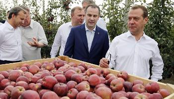 Медведев: урожай зерна в России достиг 117 миллионов тонн