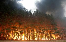 Пожары на Дальнем Востоке за сутки прошли почти 12 тыс. га территорий