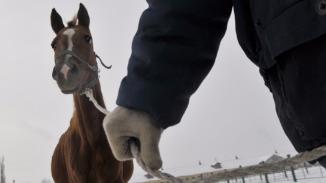 У жителя Белогорского района украли лошадь