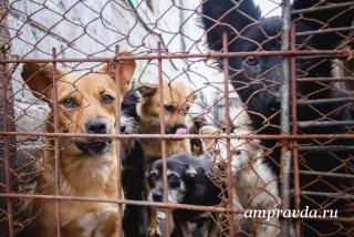 Вместо чипов на бездомных собак в Приамурье повесят бирки