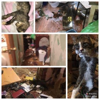 Во Владивостоке обнаружена квартира, где морили голодом кошек