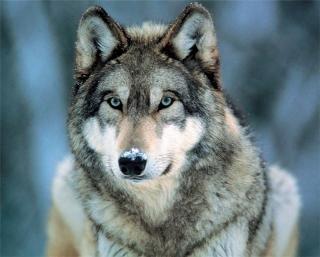 Амурские охотники сдали с начала года 400 шкур убитых волков