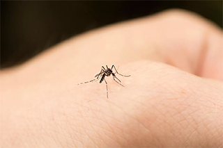 В Роспотребнадзоре рассказали о новых вирусах в комарах и клещах