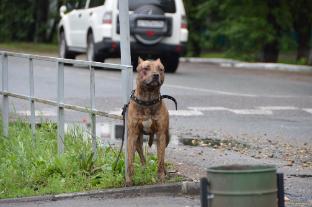 Собака бойцовской породы устроила переполох в Белогорске