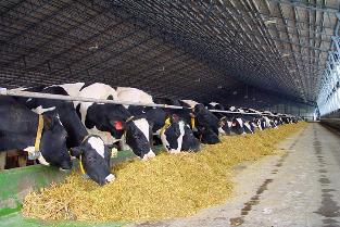 Рабочая группа амурского Управления ветеринарии до конца лета «навестит» все крупные хозяйства молочного животноводства