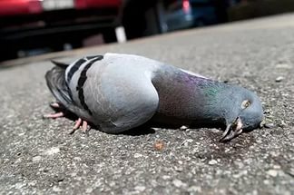 У белогорского птицевода неизвестные убили голубей 