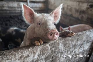 В Бурейском районе африканской чумой заразились 32 свиньи