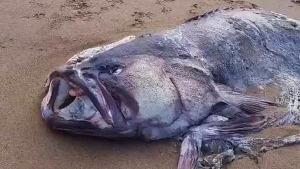 На побережье в Австралии найдена гигантская неизвестная рыба