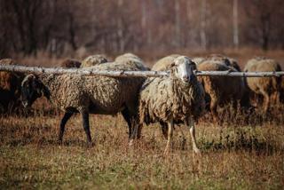 В Благовещенском районе выявлена вспышка оспы у овец