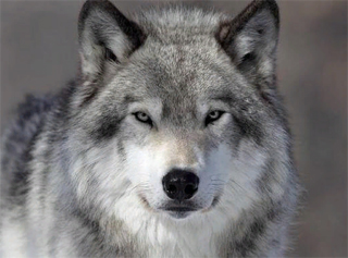 «В моей практике такое впервые: волки напали на жителей амурского села