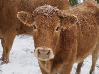 Меры по ветеринарной безопасности содержания скота в Белогорске усилили