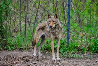 Волк забрался на котельную в Якутии и напал на полицейских