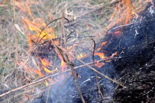 Троих железнодорожников в Приамурье поймали на поджогах травы