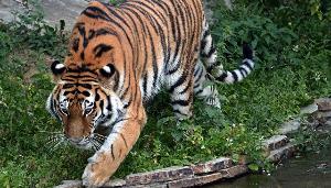 В Приморье тигр напал на двух охотников