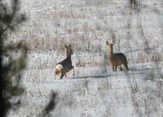 В прошлом году амурские браконьеры чаще всего охотились на косулю