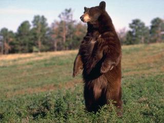 В Приамурье за сотрудником локомотивного депо гнался медведь 