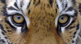 Погиб от пули: эксперты установили причину смерти тигра Павлика