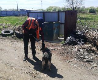 На улицы Белогорска вернули 12 безнадзорных собак после пребывания в приюте