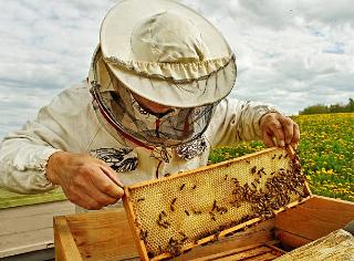 Пчеловодам Белогорска окажут финансовую поддержку