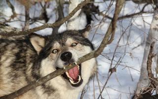 В Приамурье предлагают при угрозе жизни отстреливать волков без разрешения
