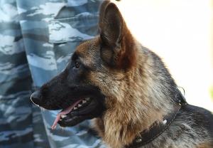 В Белогорске с помощью служебно-розыскной собаки обнаружили и изъяли наркотики