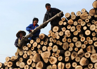 Рослесхоз предложил остановить скупку Китаем древесины