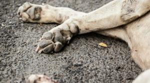 Мёртвая собака стала причиной массовой аварии во Владивостоке
