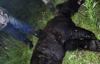 В тындинском селе Уркан застрелили выходившего к людям медведя
