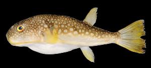 Новый вид ядовитой рыбы фугу нашли у берегов Сахалина
