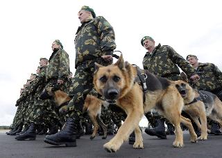 Воинские части Белогорска на службу приняли собак
