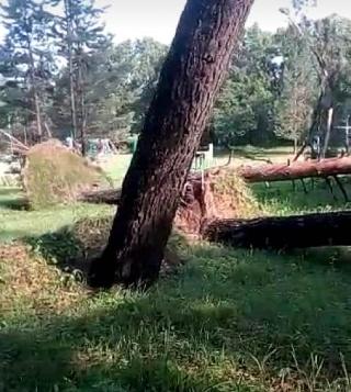 В загородном лагере «Белогорка» ветер повалил деревья