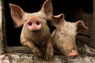 Почти 10 млн рублей получат свиноводы Белогорска за “карантинных” свиней