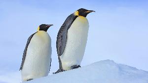 Пингвины нашли в Антарктиде камеру и сделали селфи