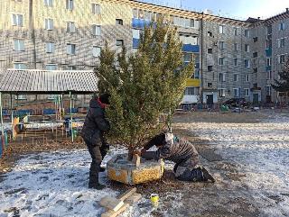 12 новогодних елок украсят дворы белогорских многоэтажек