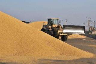 В Приамурье сожгли 240 тонн зараженной грибком пшеницы