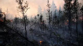Лесной пожар ликвидировали в районе космодрома Восточный