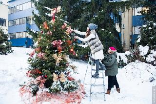 Жители многоквартирных домов Белогорска поборются за новогодние елки