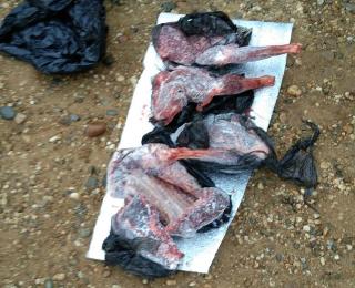 Мясо лося и косули нашли у охотников в Мазановском районе