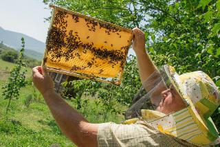 Пчеловодов Белогорска поддержат
