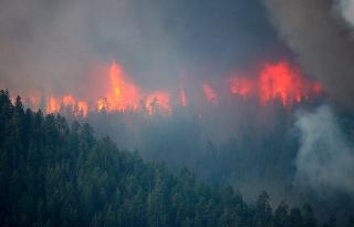 В пяти районах Приамурья действуют лесные пожары 