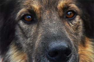 В Госдуму на этой неделе внесут законопроект об ужесточении ответственности за нападение собак