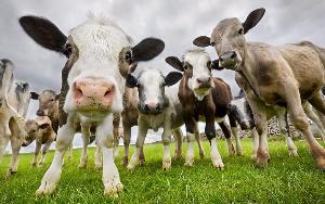 Жителям Белогорска напоминают о необходимости вакцинирования крупного и мелкого рогатого скота против ящура