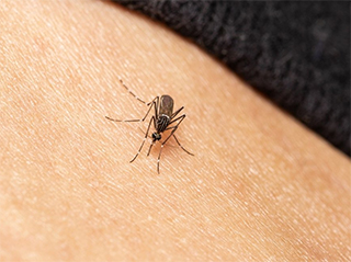 Врач назвала четыре причины, по которым комары кусают чаще