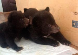 Амурских медвежат отправили на реабилитацию в приморский центр