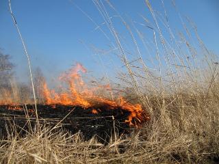 Поджигателя сухой травы поймали в Белогорске