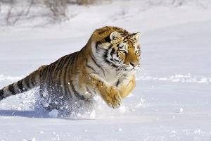 Гибель амурского тигра в Приморье привела к уголовному делу